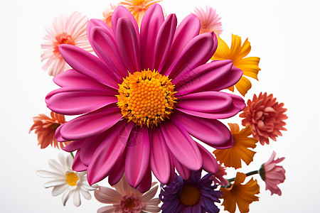 粉色的花朵美丽翠菊高清图片