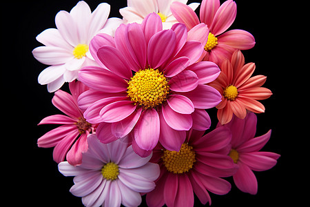 绚丽的花朵美丽翠菊高清图片