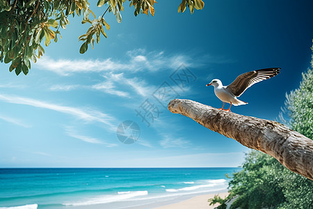 海边树枝上的海鸟图片