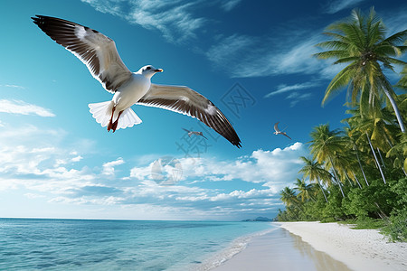 海边飞行的海鸟图片