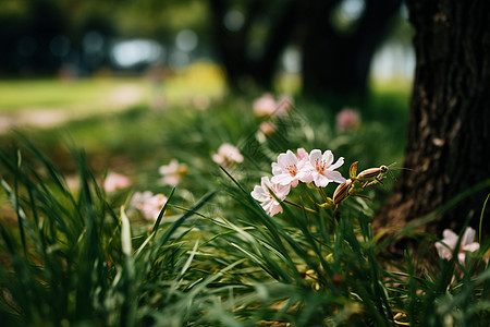 草地上绽放的花朵图片