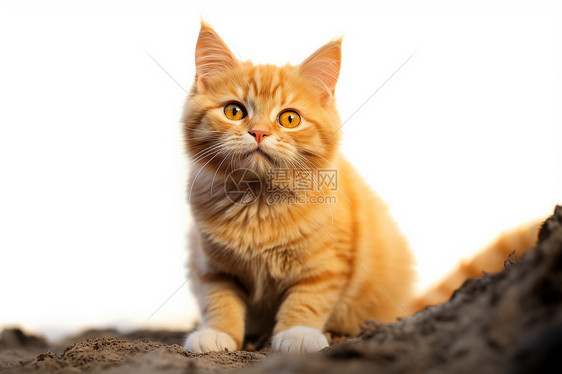 蹲着的橘猫图片