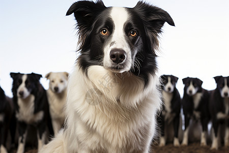 一群牧羊犬图片