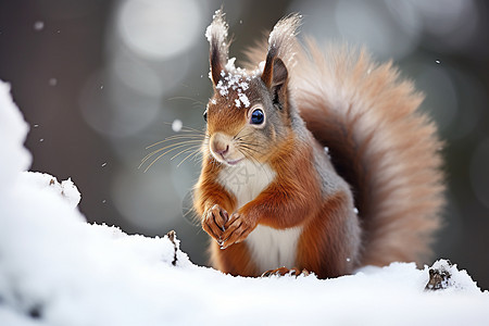 户外雪中松鼠图片