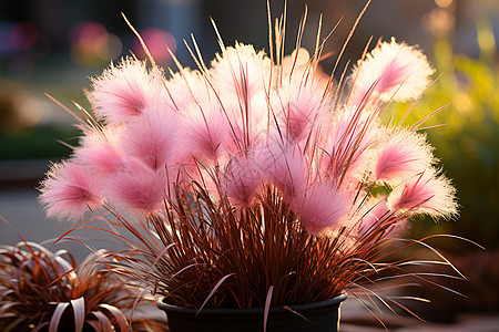 阳光下的粉色植物图片