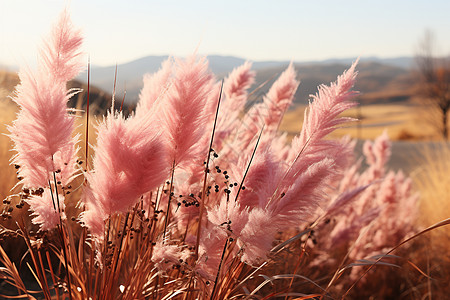 粉色花束的田野图片