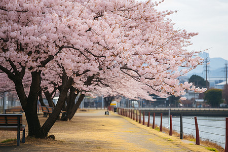 粉色景樱花之景背景