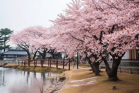 樱花树下的美景图片