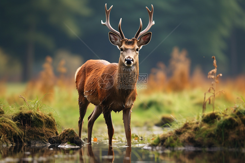 雄鹿队主场激战对手