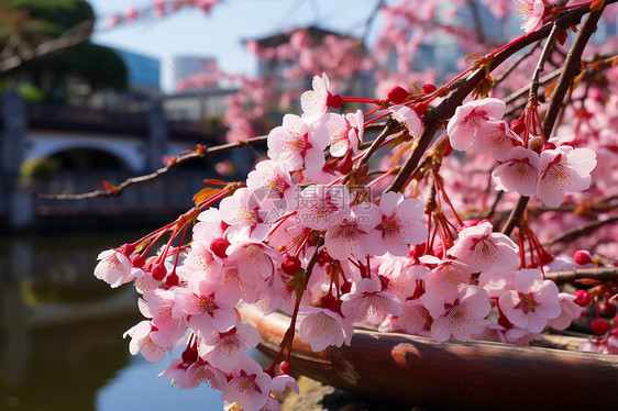 桃花之景图片