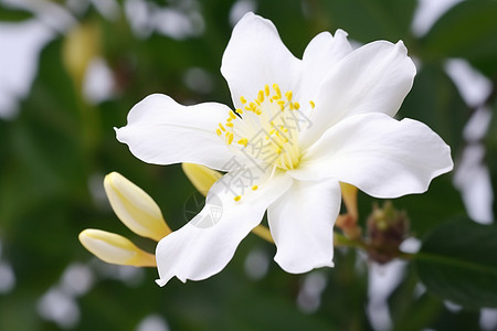 一朵百合花图片