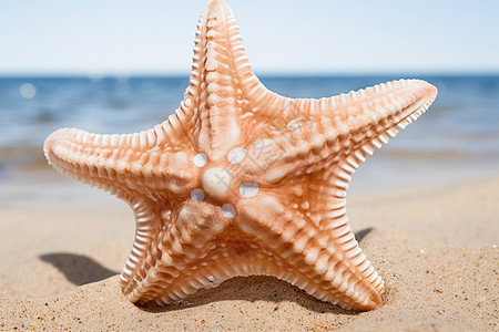 夏天海边的海星图片