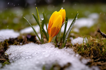 雪地里黄色的花图片