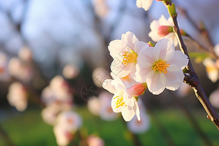 春天盛开的花朵背景图片