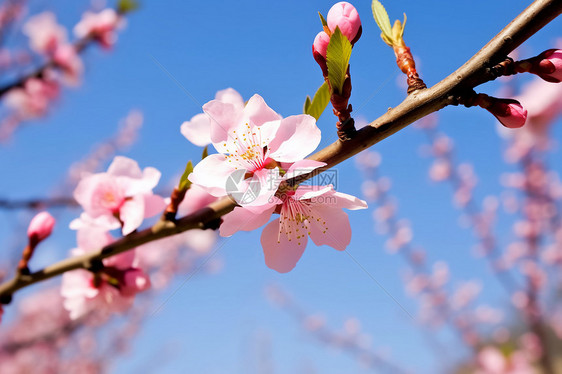 春日里绽放的粉花图片