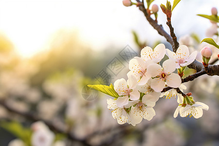 杏花公园花开满园的公园背景