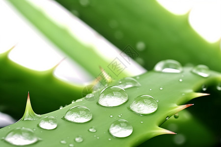 带刺植物仙人掌上的雨滴背景