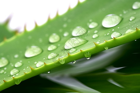 仙人掌上的雨水图片