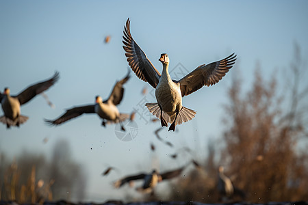 湖上飞过的鸟群图片