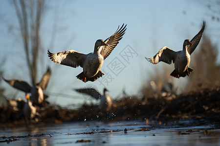 湿地上飞翔的鸟图片
