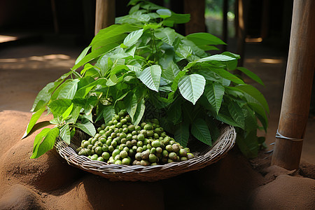 香叶绿意的植物图片