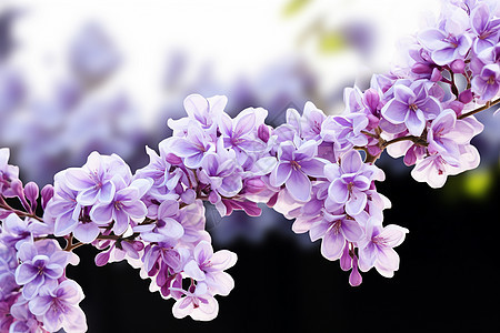 茂盛的紫色花图片