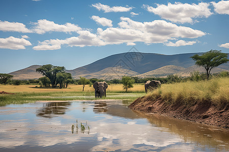 池塘草地的大象图片