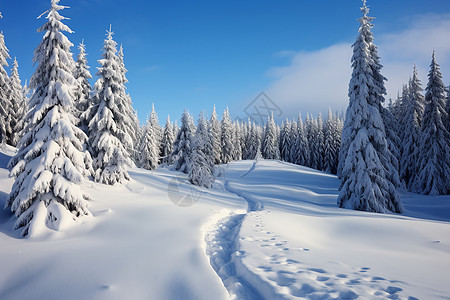 美丽的冬季雪山森林景观图片