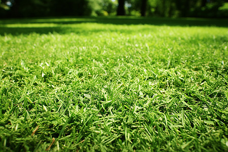 绿色的绿化草地背景图片