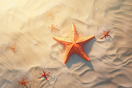 海滩上的海星图片