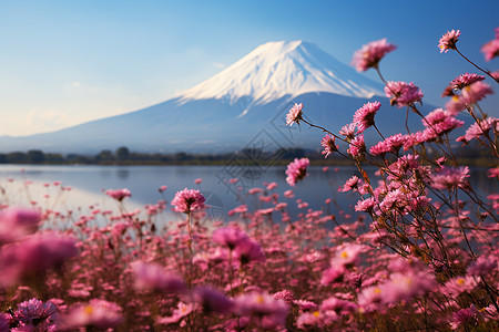 户外的花与火山图片