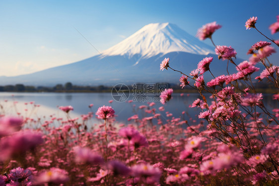 户外的花与火山图片