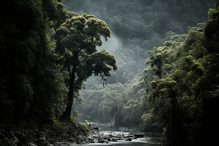 热带雨林的景观图片