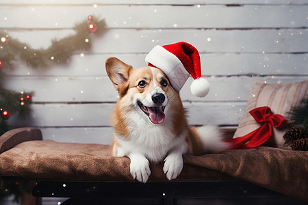 过圣诞节的小狗背景图片