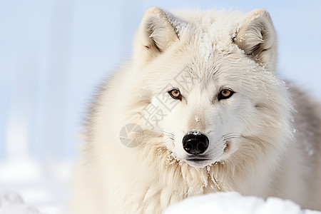 雪地中野生的孤狼图片