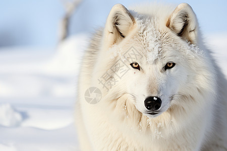 雪地中野生白狼图片