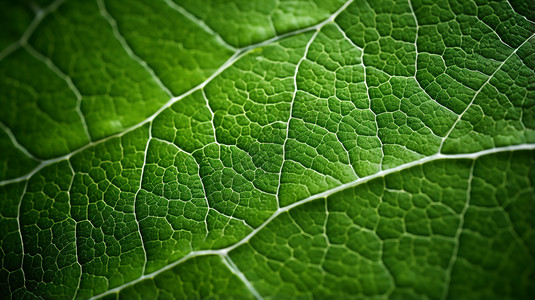 绿色的植物叶子背景图片