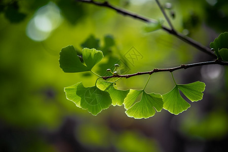 叶子百折扇绿色的叶子背景