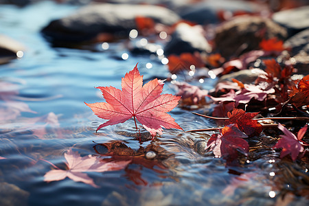 森林小溪中的秋叶图片