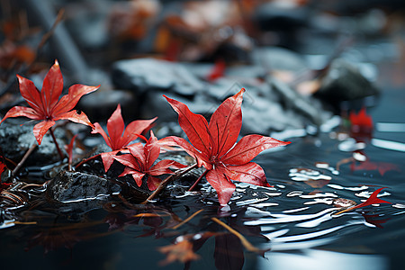 红叶漂浮在水面上图片