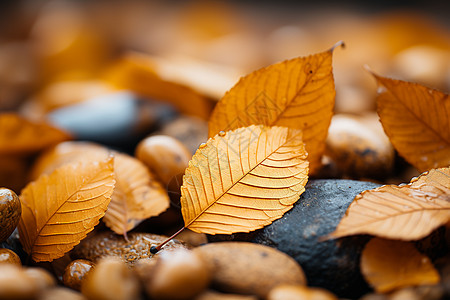 秋日森林的落叶背景图片