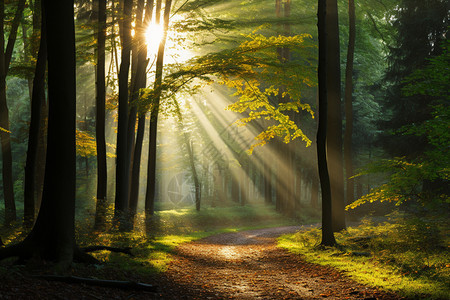 阳光照进森林背景图片