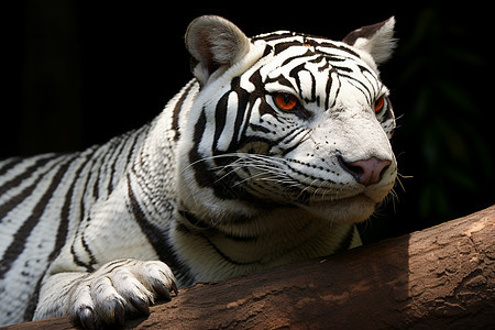 黑白条纹的老虎图片