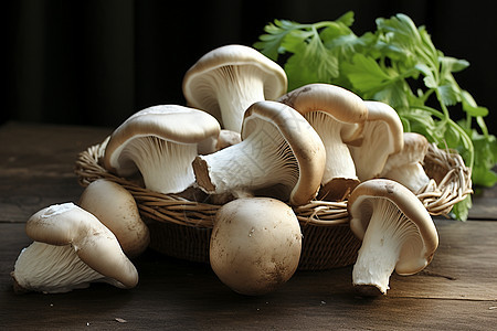 新鲜采摘的蘑菇背景图片