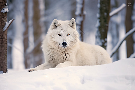 雪地上的白狐图片