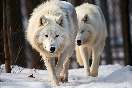 两只白狼在雪地中漫步图片
