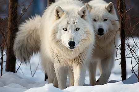 冬季的野狼图片