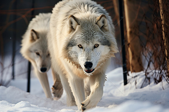 寒冬中的两只狼图片