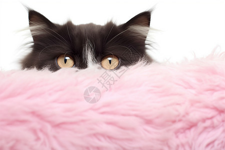 粉色毛毯上的黑色猫咪图片