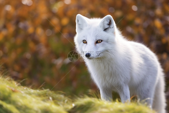 白色狐狸在草地上森林图片